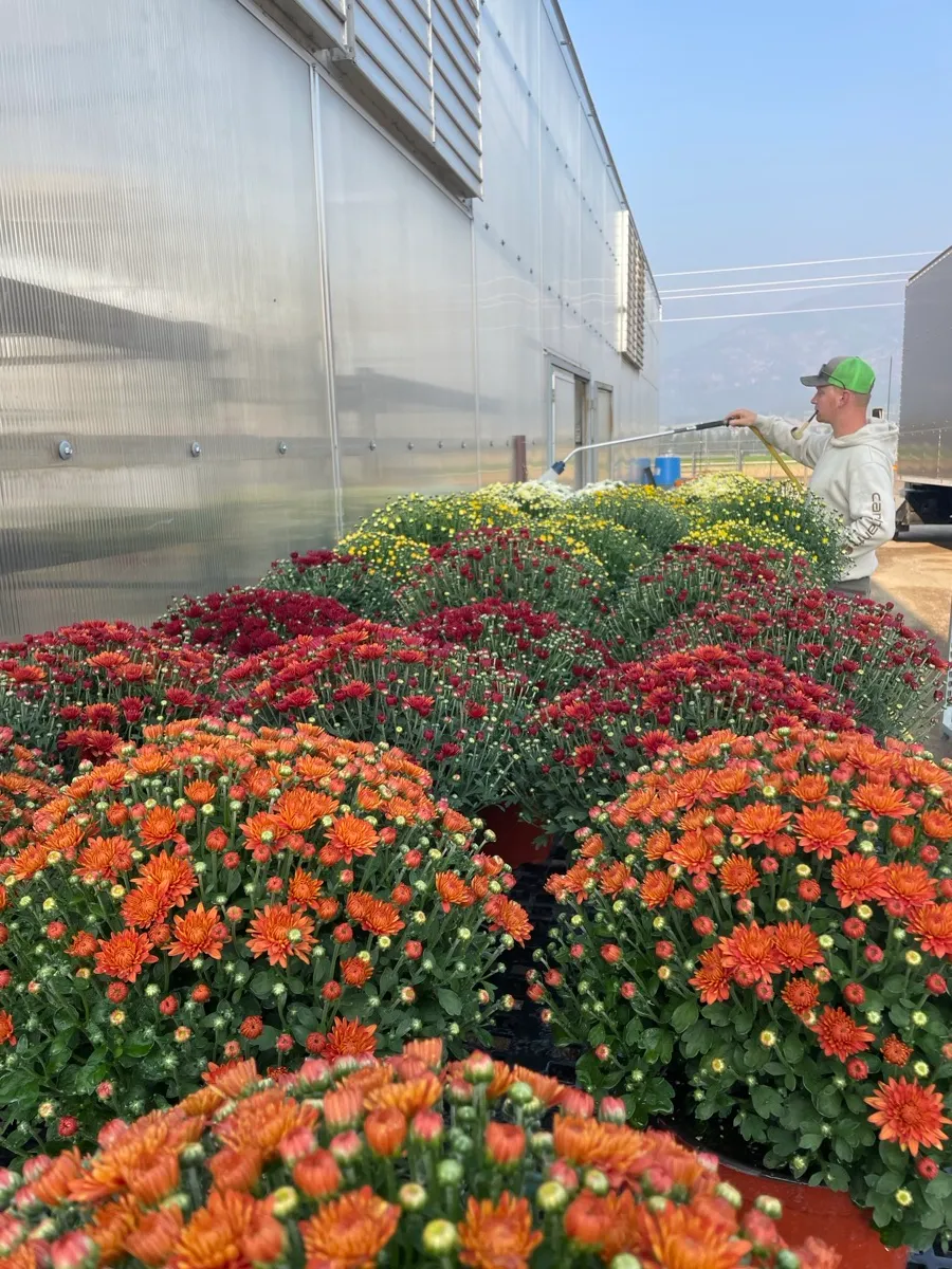 Plants growing inside Brown's Greenhouse