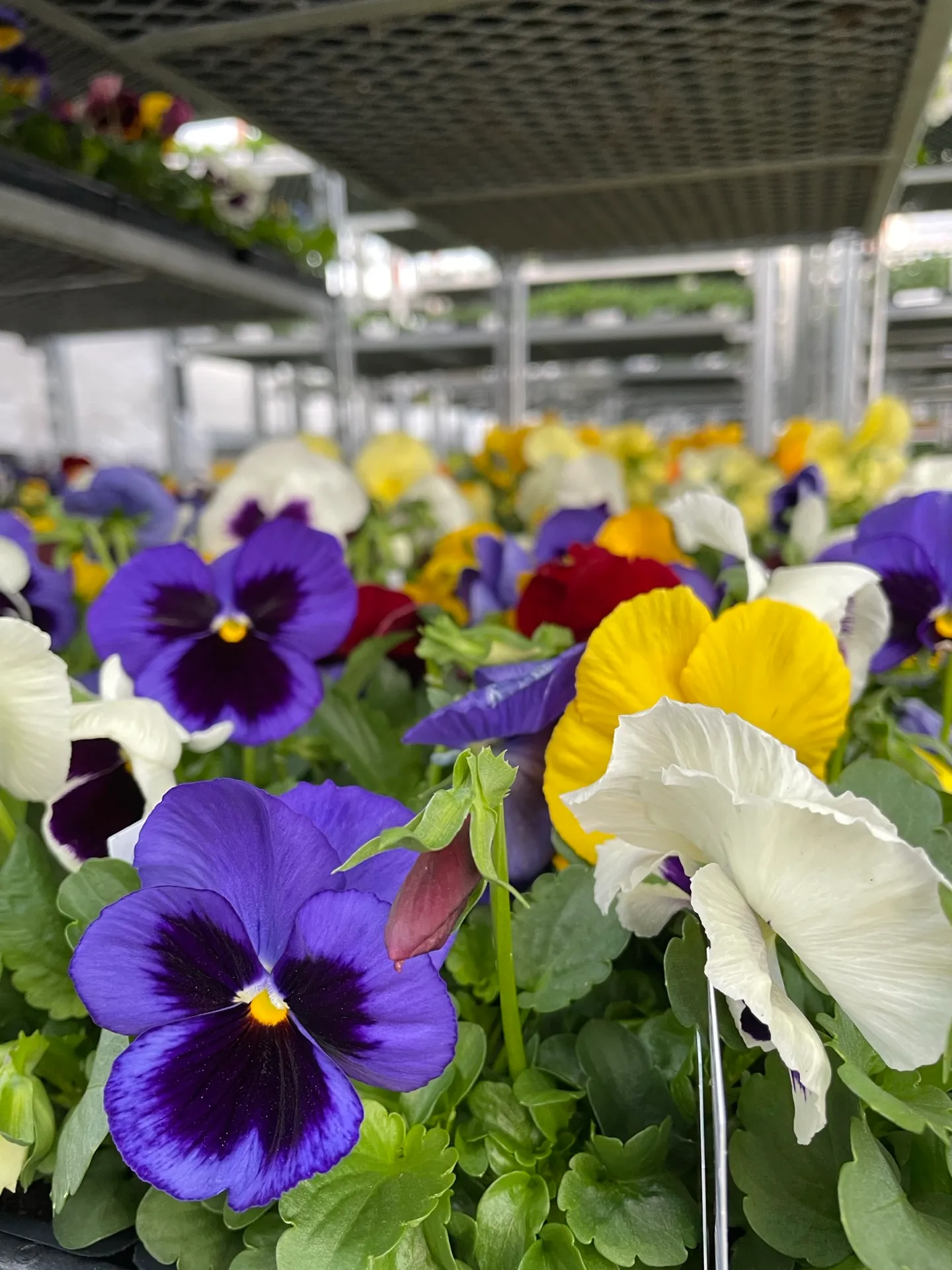 Flower varieties at Brown's Greenhouse
