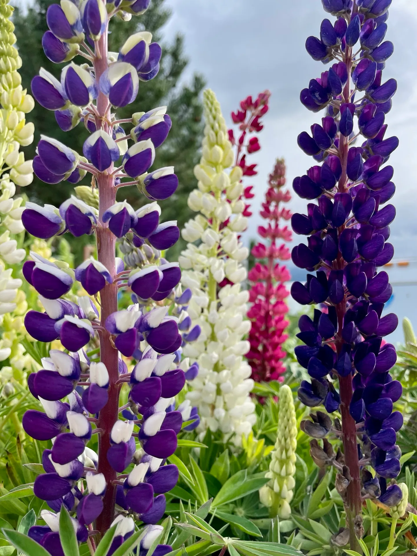 Fresh flowers growing at Brown's Greenhouse
