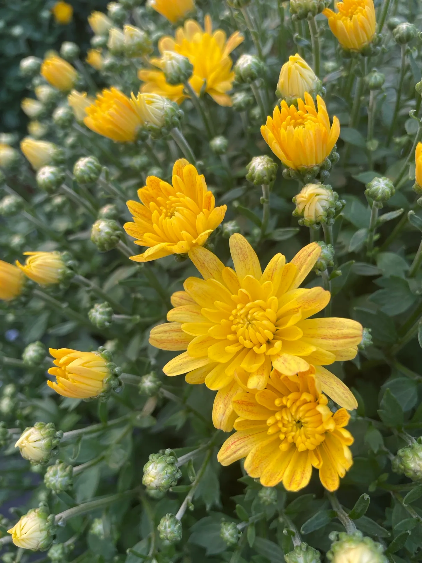 Seasonal flowers at Brown's Greenhouse
