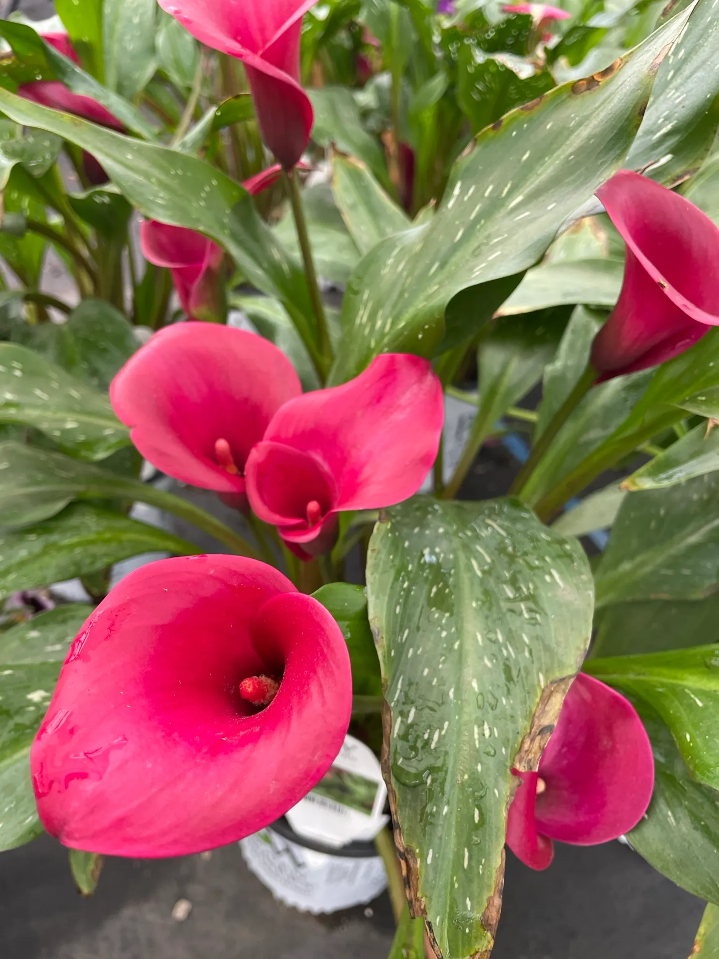 Flower selection at Brown's Greenhouse