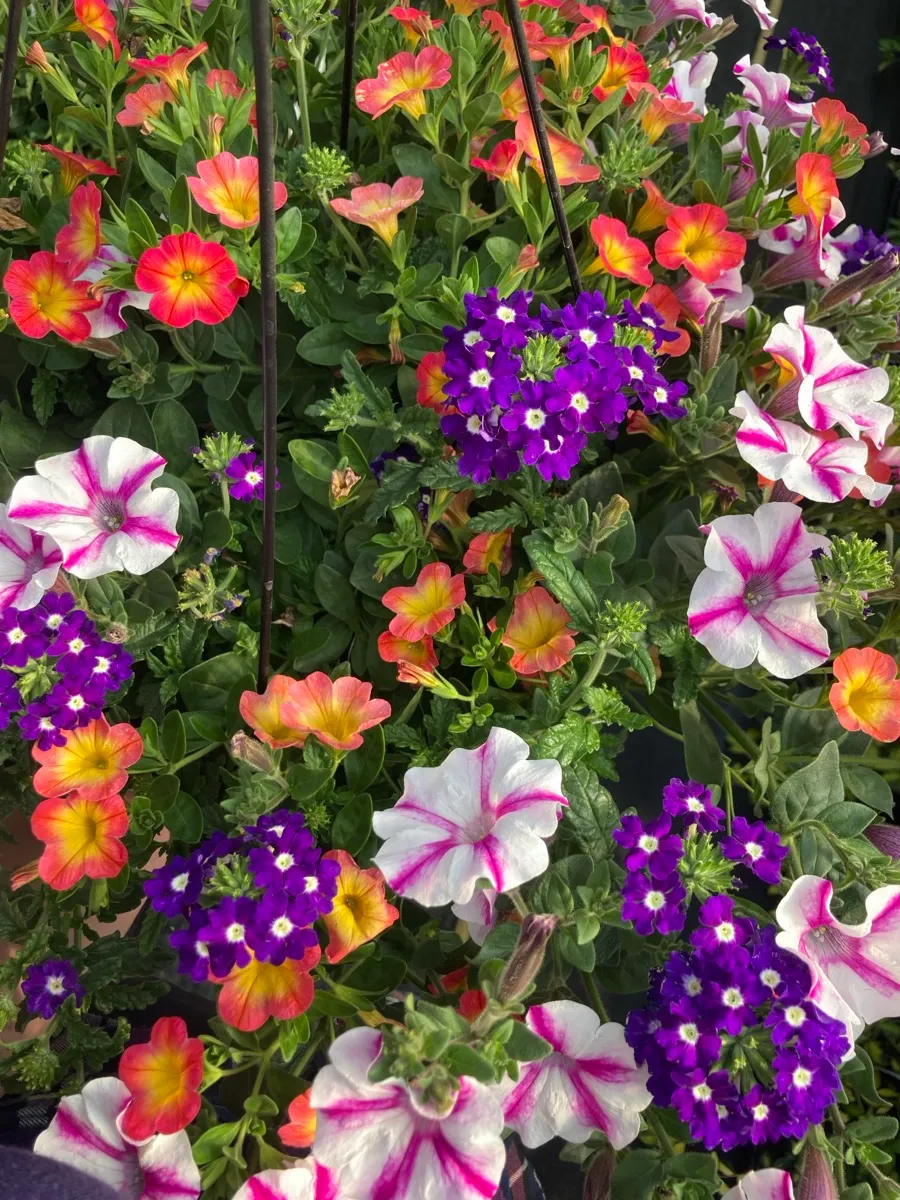 Colorful flowers at Brown's Greenhouse