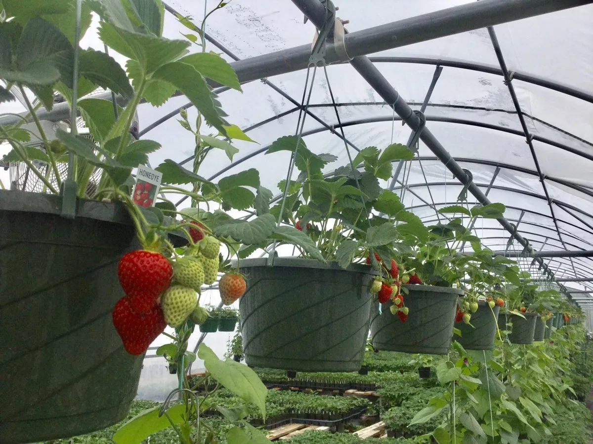 Fruit at Brown's Greenhouse