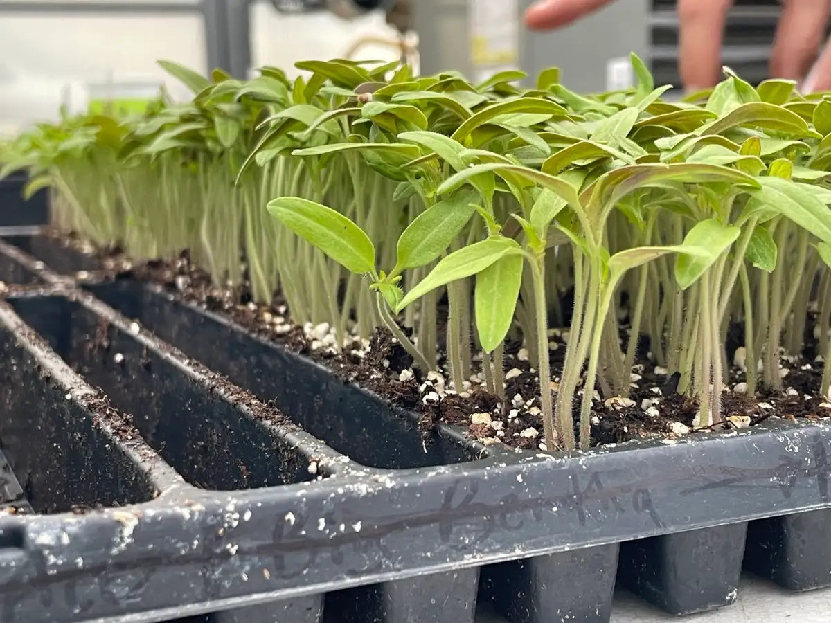 Herbs grown at Brown's Greenhouse