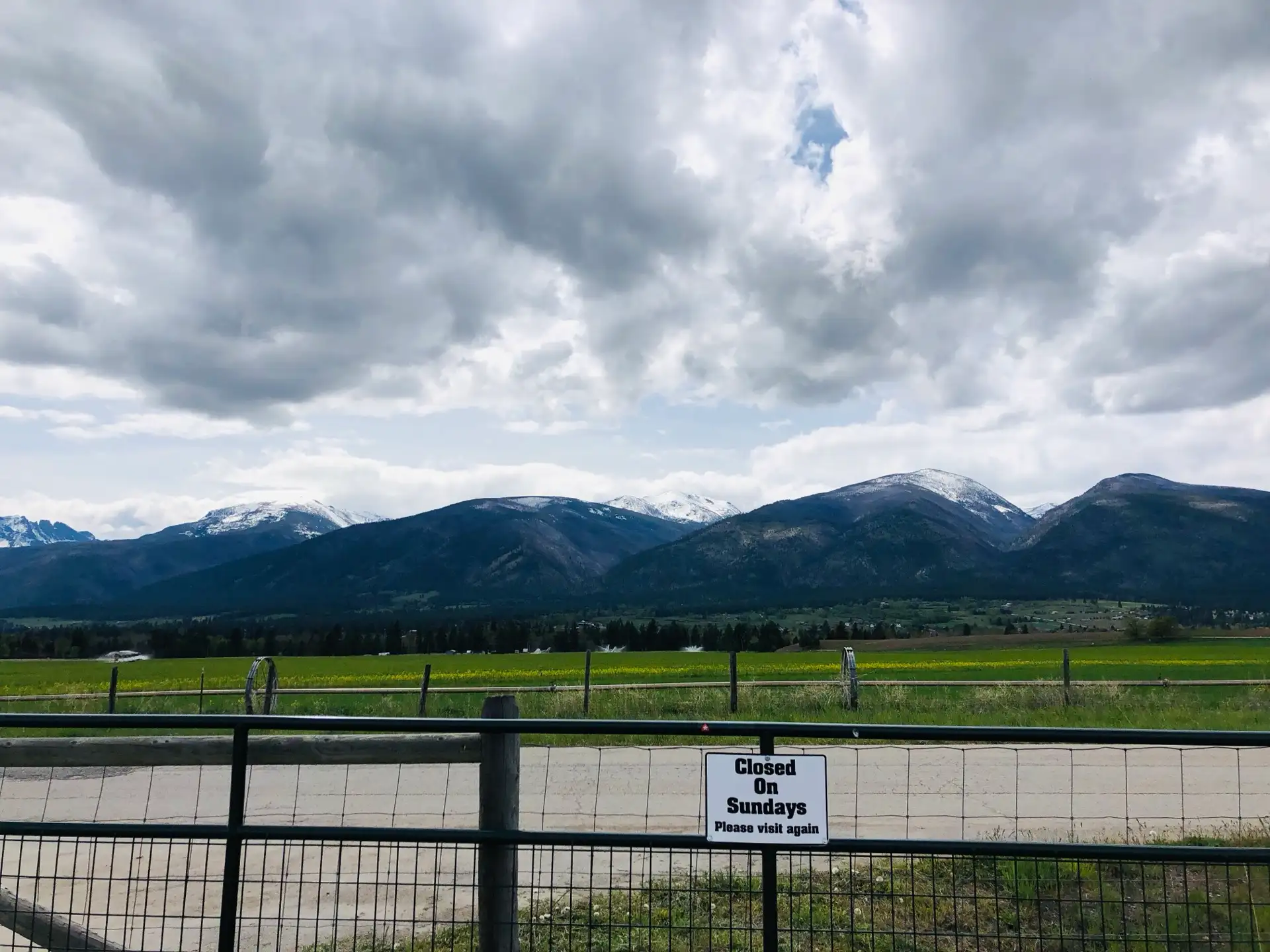 Rows of vibrant plants inside Brown's Greenhouse