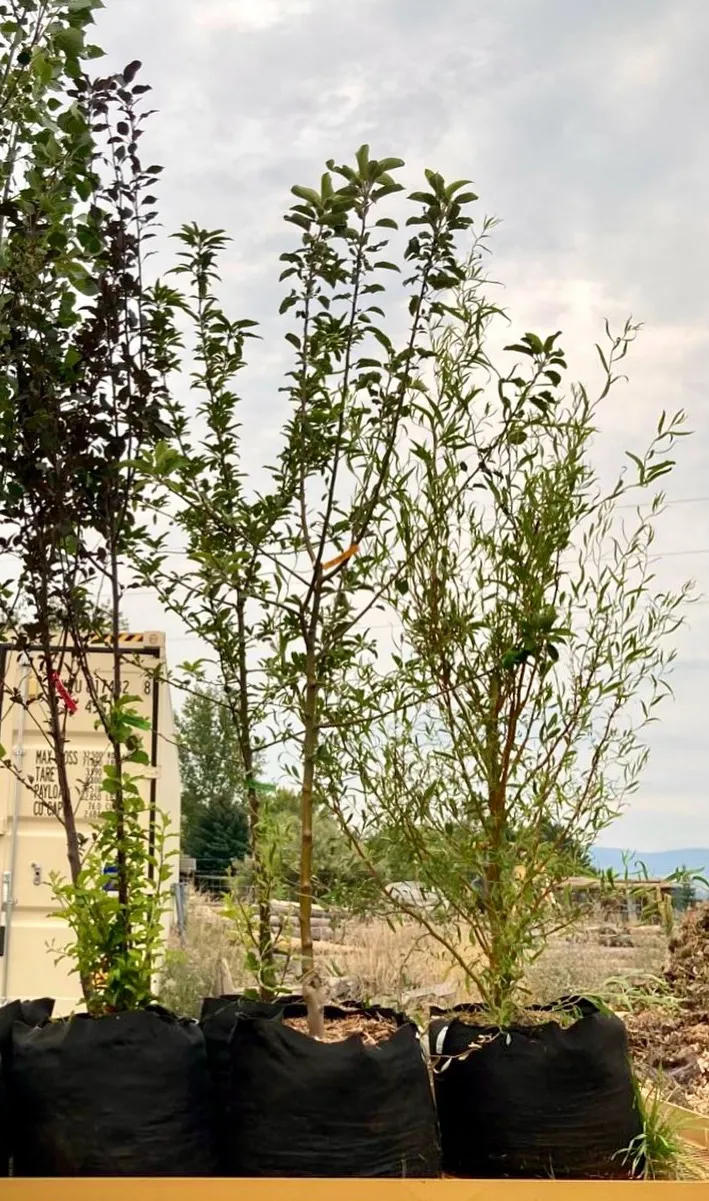 Perennials & Trees at Brown's Greenhouse