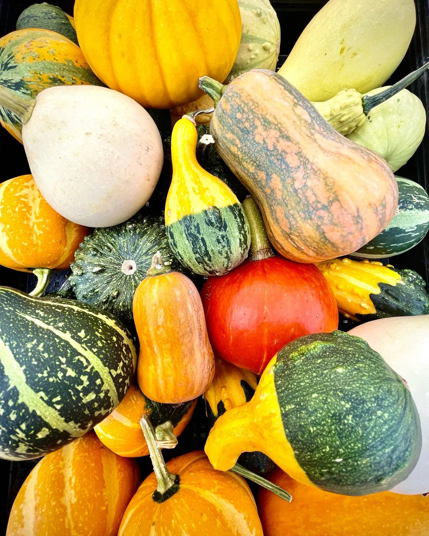 Vegetables at Brown's Greenhouse